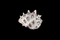 藏品(白齒岩螺)的圖片